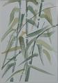 bambus1